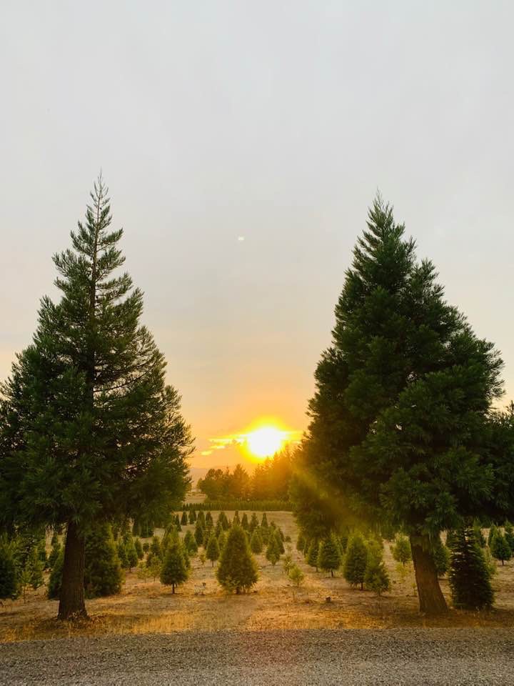 Sunset Christmas Tree Farm